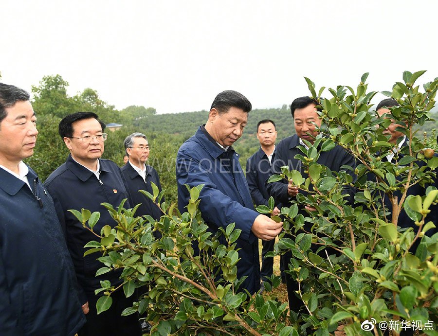 光山油茶籽榨油設備，山茶籽油榨油機廠家(圖1)