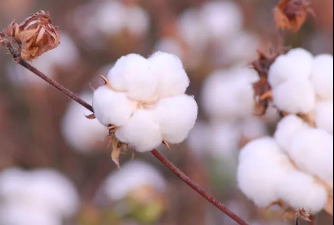 棉籽油精煉加工設備，企鵝機械提高油料綜合利用率(圖1)